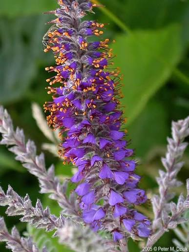 <p>Amphora canescens</p>