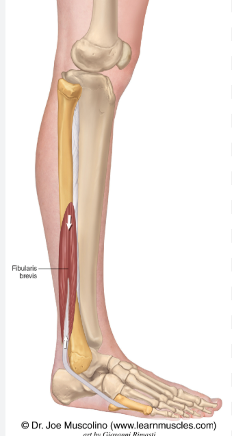 <p><strong>short</strong></p><ul><li><p>example: <strong>Fibularis Brevis</strong> (Fibularis has fibula in the name, so thats the location and brevis means short, so its a <u>short muscle</u> <u>attached to the fibula bone</u>/outer side of your leg)</p></li></ul><p></p>