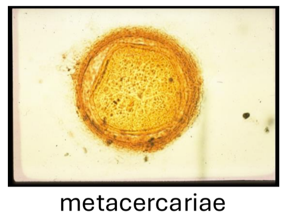 <ul><li><p>encysted larval stage on vegetation or in fish/crab</p></li><li><p>this is INFECTIVE for most non-blood flukes </p></li><li><p>INGESTION </p></li></ul><p></p>