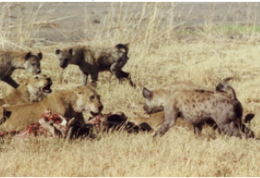 <p>a relationship in which two species fight for resources</p>