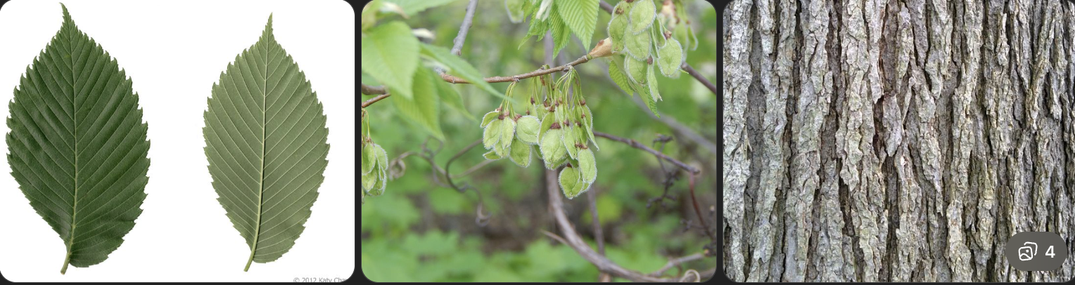 <p>Identify this tree</p>