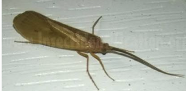 <p>Trichoptera</p>