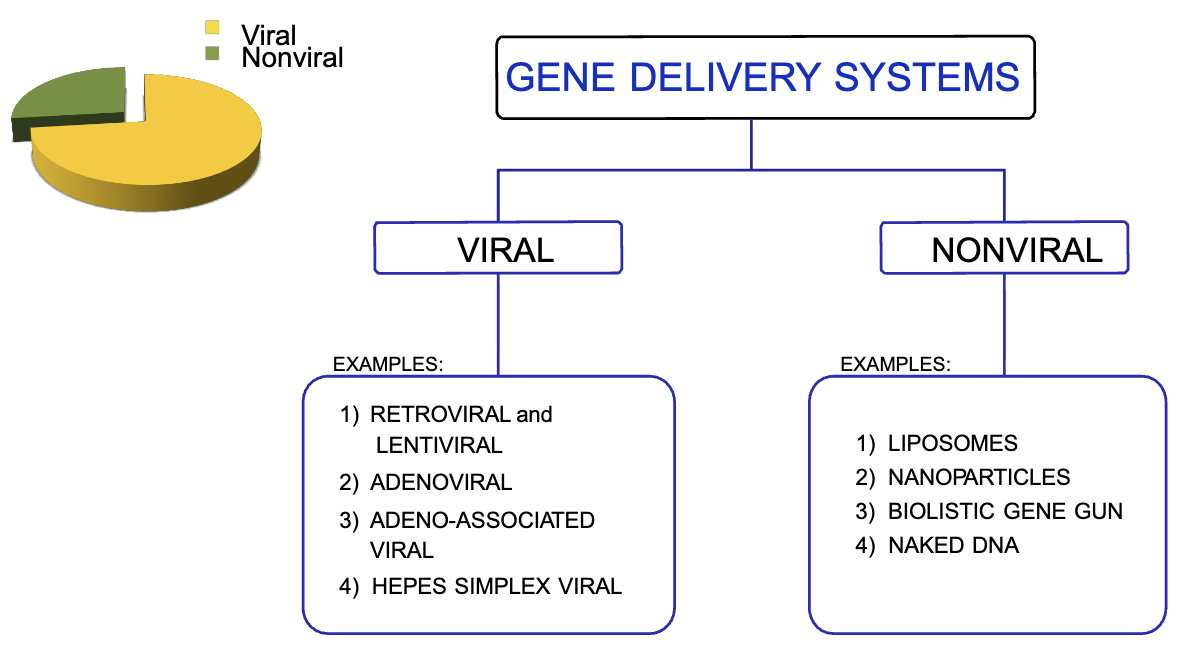 <ol><li><p>viral (use of viral vectors)</p></li><li><p>nonviral (majority)</p></li></ol><p></p>