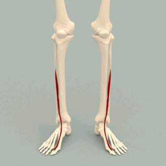 <p>Origin of this muscle</p>