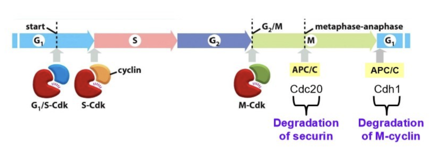 <ul><li><p>M-cyclin levels decrease at end of mitosis because Cdh1-APC/C activity levels increases to degrade M-cyclin</p></li><li><p>Cdc20-APC/C activity increases, which triggers the transition from metaphase to anaphase</p></li></ul><p></p>