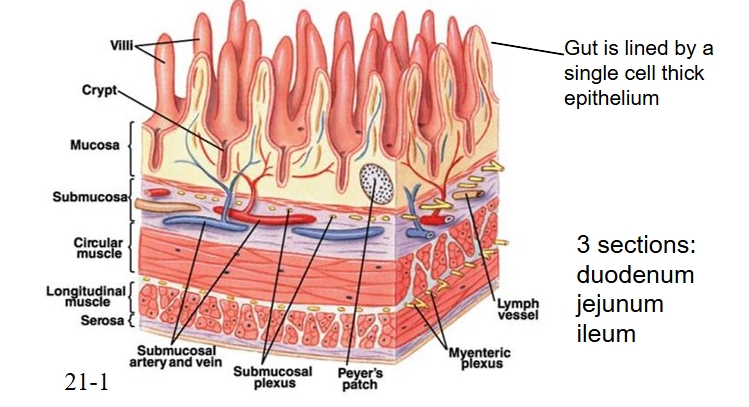 <p><span style="line-height: 0px;">Intestinal surface area is enhanced by finger-like villi and crypts​</span></p>