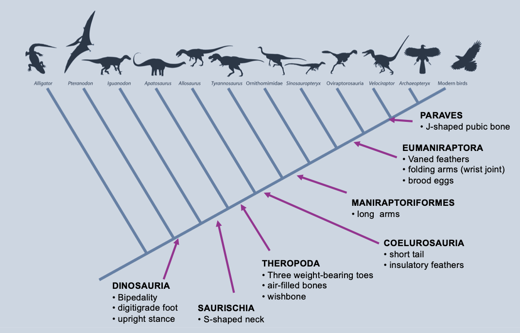 <ul><li><p class="Paragraph SCXO188737365 BCX4" style="text-align: left;"><span style="background-color: inherit; line-height: 19.55px;">Wrist</span><span style="line-height: 19.55px;">&nbsp;</span></p><ul><li><p class="Paragraph SCXO188737365 BCX4" style="text-align: left;"><span style="background-color: inherit; line-height: 19.55px;">Identical wrist construction in dromaeosaurs and <em>Archaeopteryx</em></span><span style="line-height: 19.55px;">&nbsp;</span></p></li><li><p class="Paragraph SCXO188737365 BCX4" style="text-align: left;"><span style="background-color: inherit; line-height: 19.55px;">This spurs scientists to revisit dinosaur-bird connection</span><span style="line-height: 19.55px;">&nbsp;</span></p></li><li><p class="Paragraph SCXO188737365 BCX4" style="text-align: left;"><span style="background-color: inherit; line-height: 19.55px;">More features place birds inside Dinosauria</span><span style="line-height: 19.55px;">&nbsp;</span></p><ul><li><p class="Paragraph SCXO188737365 BCX4" style="text-align: left;"><span style="background-color: inherit; line-height: 19.55px;">Shape of hip bones</span><span style="line-height: 19.55px;">&nbsp;</span></p></li><li><p class="Paragraph SCXO188737365 BCX4" style="text-align: left;"><span style="background-color: inherit; line-height: 19.55px;">Shape of ankle</span><span style="line-height: 19.55px;">&nbsp;</span></p></li><li><p class="Paragraph SCXO188737365 BCX4" style="text-align: left;"><span style="background-color: inherit; line-height: 19.55px;">Tail structure</span><span style="line-height: 19.55px;">&nbsp;</span></p></li><li><p class="Paragraph SCXO188737365 BCX4" style="text-align: left;"><span style="background-color: inherit; line-height: 19.55px;">Three fingered hand</span><span style="line-height: 19.55px;">&nbsp;</span></p></li><li><p class="Paragraph SCXO188737365 BCX4" style="text-align: left;"><span style="background-color: inherit; line-height: 19.55px;">Foot structure (3 weight bearing toes and a small inner toe)</span><span style="line-height: 19.55px;">&nbsp;</span></p></li><li><p class="Paragraph SCXO188737365 BCX4" style="text-align: left;"><span style="background-color: inherit; line-height: 19.55px;">Wishbone (found in dinosaurs such as Velociraptor and tyrannosaurus)</span><span style="line-height: 19.55px;">&nbsp;</span></p></li><li><p class="Paragraph SCXO188737365 BCX4" style="text-align: left;"><span style="background-color: inherit; line-height: 19.55px;">Upright digitigrade posture</span><span style="line-height: 19.55px;">&nbsp;</span></p></li></ul></li></ul></li><li><p class="Paragraph SCXO188737365 BCX4" style="text-align: left;"><span style="background-color: inherit; line-height: 19.55px;">Nesting</span><span style="line-height: 19.55px;">&nbsp;</span></p><ul><li><p class="Paragraph SCXO188737365 BCX4" style="text-align: left;"><span style="background-color: inherit; line-height: 19.55px;">Dinosaur nests provide more evidence for dinosaurian ancestry</span><span style="line-height: 19.55px;">&nbsp;</span></p></li><li><p class="Paragraph SCXO188737365 BCX4" style="text-align: left;"><span style="background-color: inherit; line-height: 19.55px;">Skeletons from Gobi Desert show dinosaurs sat on nests, like brooding hens</span><span style="line-height: 19.55px;">&nbsp;</span></p></li><li><p class="Paragraph SCXO188737365 BCX4" style="text-align: left;"><span style="background-color: inherit; line-height: 19.55px;">Suggests body heat is warmed eggs- warm blooded?</span><span style="line-height: 19.55px;">&nbsp;</span></p></li></ul></li><li><p class="Paragraph SCXO188737365 BCX4" style="text-align: left;"><span style="background-color: inherit; line-height: 19.55px;">Physiology</span><span style="line-height: 19.55px;">&nbsp;</span></p><ul><li><p class="Paragraph SCXO188737365 BCX4" style="text-align: left;"><span style="background-color: inherit; line-height: 19.55px;">Rapid growth rates shared with birds and dinosaurs, but not crocodilians</span><span style="line-height: 19.55px;">&nbsp;</span></p></li><li><p class="Paragraph SCXO188737365 BCX4" style="text-align: left;"><span style="background-color: inherit; line-height: 19.55px;">Implies elevated body temperature</span><span style="line-height: 19.55px;">&nbsp;</span></p></li></ul></li><li><p class="Paragraph SCXO188737365 BCX4" style="text-align: left;"><span style="background-color: inherit; line-height: 19.55px;">Scales</span><span style="line-height: 19.55px;">&nbsp;</span></p><ul><li><p class="Paragraph SCXO188737365 BCX4" style="text-align: left;"><span style="background-color: inherit; line-height: 19.55px;">Most dinosaurs were scaly</span><span style="line-height: 19.55px;">&nbsp;</span></p></li><li><p class="Paragraph SCXO188737365 BCX4" style="text-align: left;"><span style="background-color: inherit; line-height: 19.55px;">Birds have scales on their legs and feet, made of keratin</span><span style="line-height: 19.55px;">&nbsp;</span></p></li></ul></li><li><p class="Paragraph SCXO188737365 BCX4" style="text-align: left;"><span style="background-color: inherit; line-height: 19.55px;">Feathers</span><span style="line-height: 19.55px;">&nbsp;</span></p><ul><li><p class="Paragraph SCXO188737365 BCX4" style="text-align: left;"><span style="background-color: inherit; line-height: 19.55px;">Feathers have been discovered in carnivorous dinosaurs</span><span style="line-height: 19.55px;">&nbsp;</span></p></li><li><p class="Paragraph SCXO188737365 BCX4" style="text-align: left;"><span style="background-color: inherit; line-height: 19.55px;">Feathers start as down, later modified into airfoils</span><span style="line-height: 19.55px;">&nbsp;</span></p></li></ul></li><li><p class="Paragraph SCXO188737365 BCX4" style="text-align: left;"><span style="background-color: inherit; line-height: 19.55px;">Wings</span><span style="line-height: 19.55px;">&nbsp;</span></p><ul><li><p class="Paragraph SCXO188737365 BCX4" style="text-align: left;"><span style="background-color: inherit; line-height: 19.55px;"><em>Microraptor </em>had 4 wings</span><span style="line-height: 19.55px;">&nbsp;</span></p></li></ul></li></ul><p></p>
