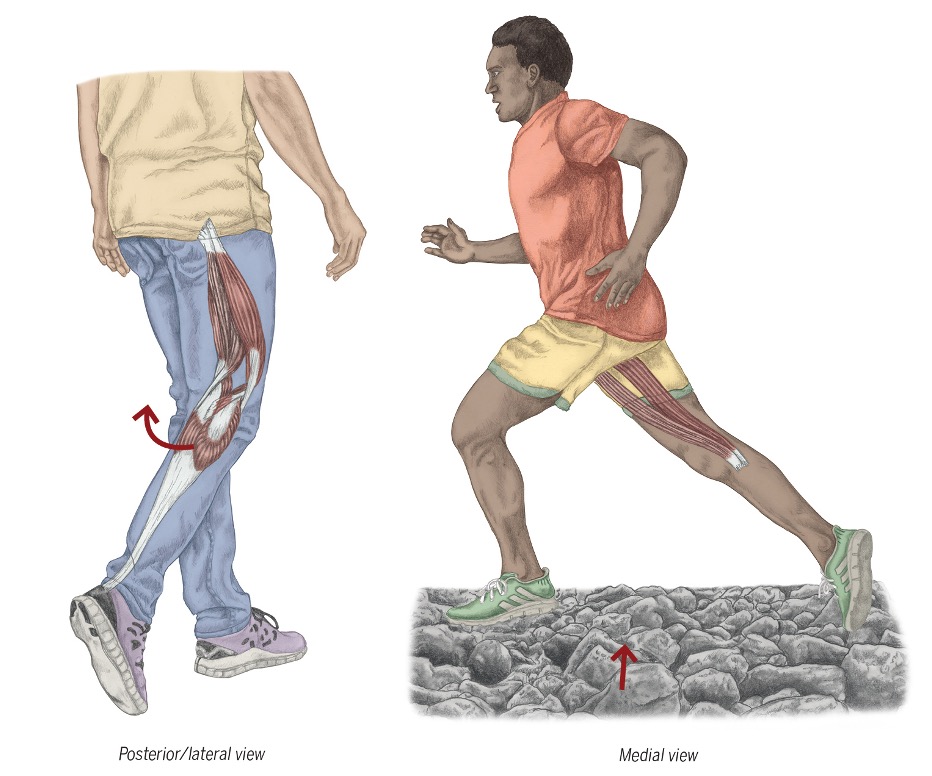 <p>biceps femoris</p><p style="text-align: left;">Semitendinosus</p><p style="text-align: left;">Semimembranosus</p><p style="text-align: left;">-</p><p style="text-align: left;">gracilis</p><p>sartorius&nbsp;</p>