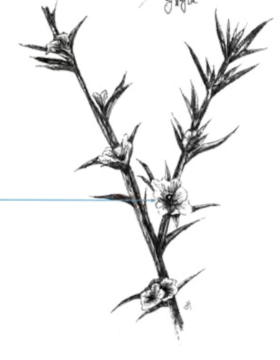 <ul><li><p>structural attachment type</p></li></ul><p></p>