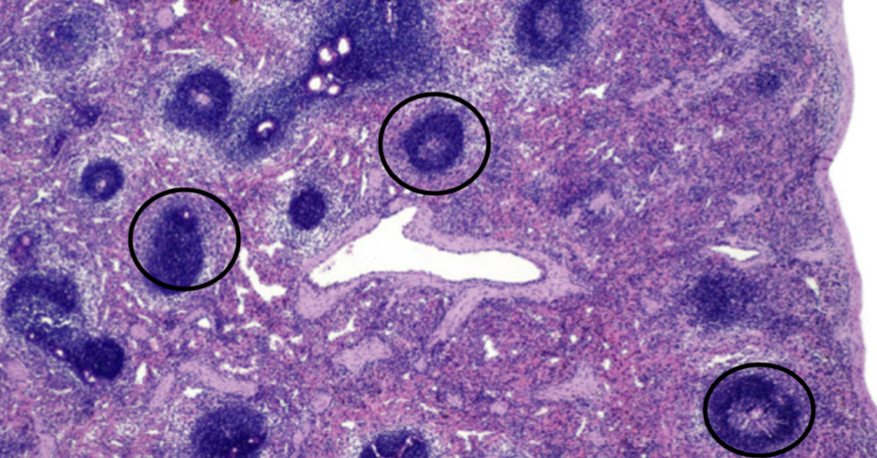 <p>What are the circled areas?</p>