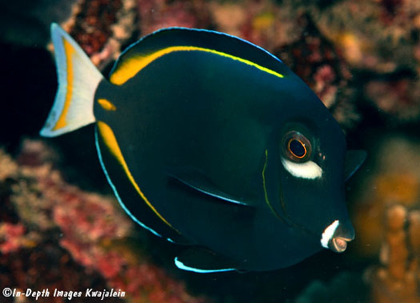 <p>Acanthurus nigricans</p>