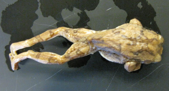 <p>Common name, Family, Scientific Name?</p>