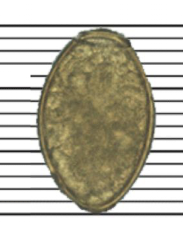 <p>What fluke is this?</p>
