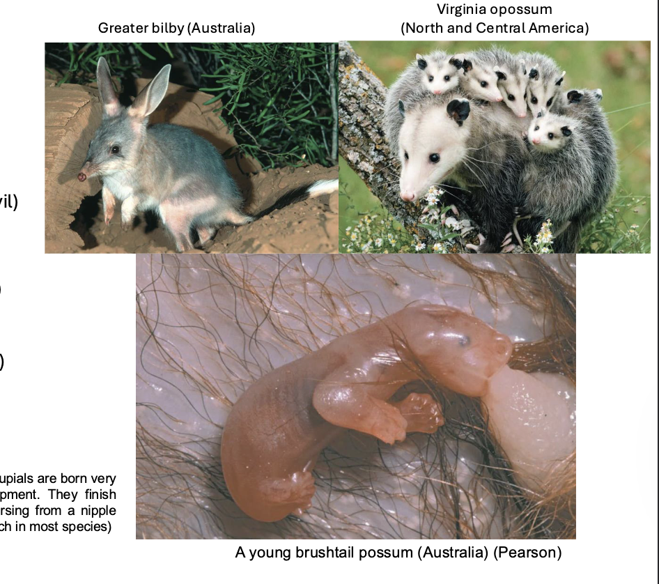 <p>MARSUPIALS CLADE (Pouch)</p>