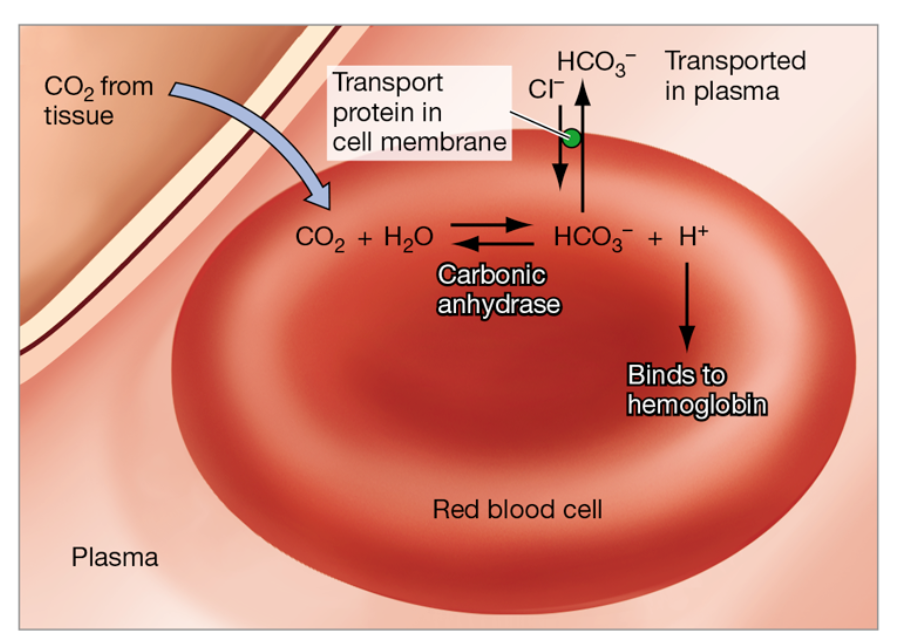 <p>What Happens to CO2 in the Blood?</p>