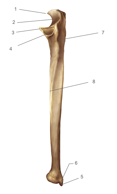 <p>What is number 5 (anterior)?</p>