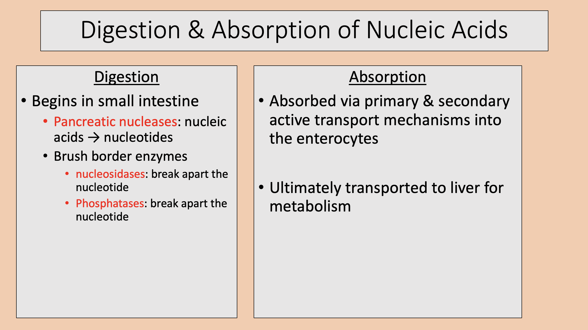 <p><span>absorption of nucleic acids </span></p>