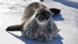 <p>Weddell seal</p>