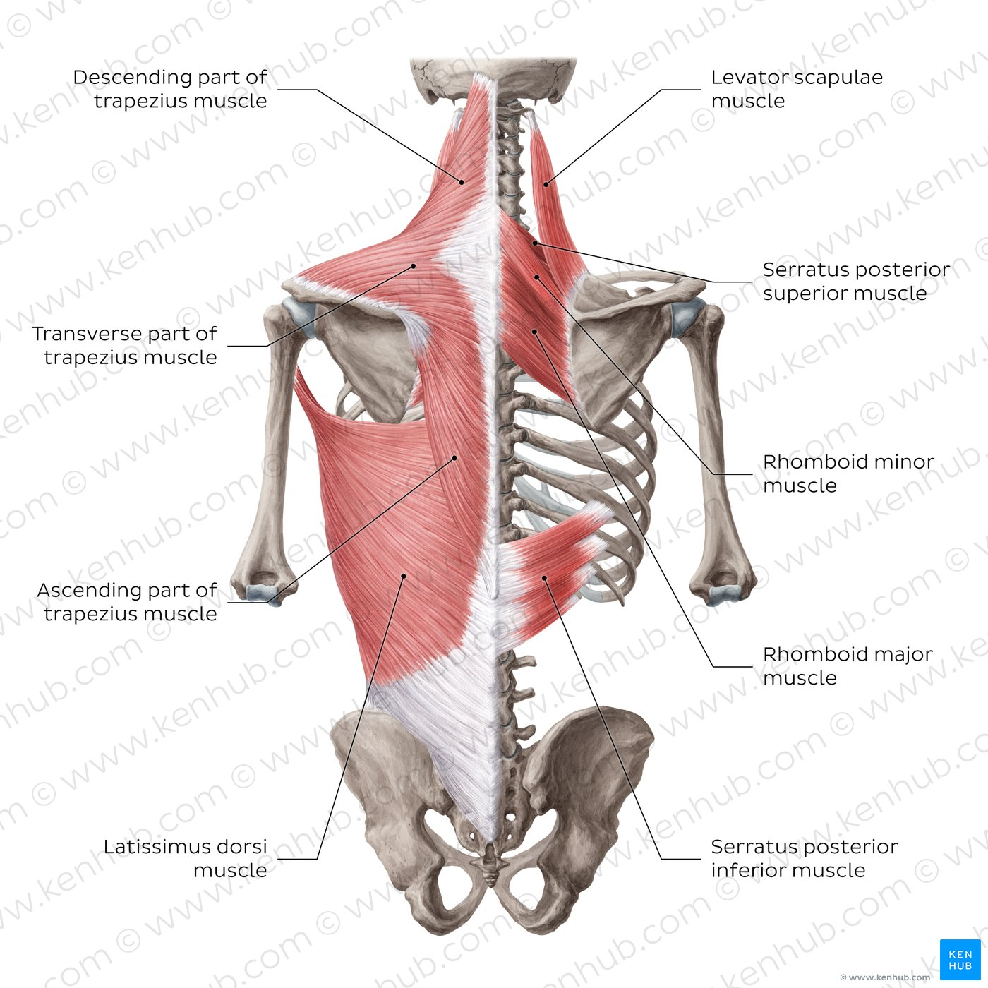 <p>trapezius</p>
