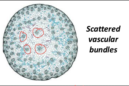 <p>Monocots generally do <strong>not</strong> undergo secondary growth, so scattered bundles provide support without requiring a vascular cambium.</p><ul><li><p>mechanical support without thickening </p></li></ul><p></p>