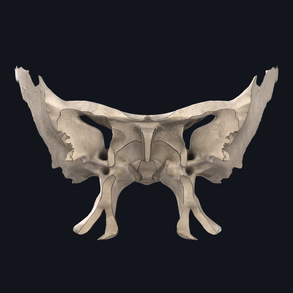 <p>Identify this bone </p>