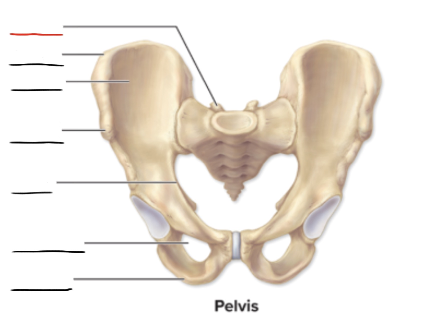 <p><strong>Anatomic Term</strong></p><p>Description</p><p>(General Structure)</p>