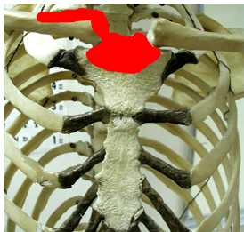 <p>What is the red-lighted region, is it an origin/insertion, and for what muscle?</p>