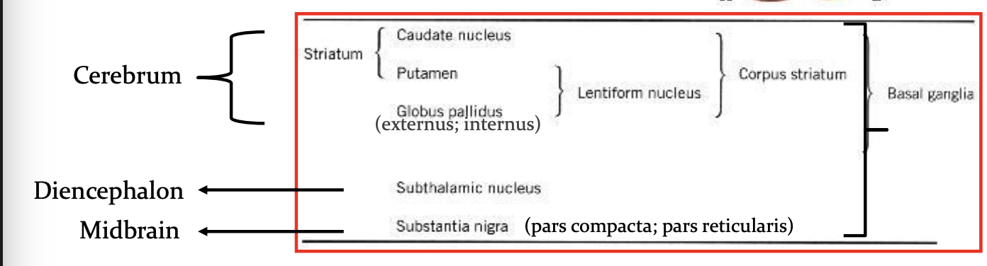 <ul><li><p>striatum: caudate &amp; putamen </p></li><li><p>globus pallidus externus (GPe) </p></li><li><p>globus pallidus internus (GPi) </p></li><li><p>substantia nigra compacta (SNc) </p></li><li><p>substantia nigra reticularis (SNr) </p></li><li><p>subthalamic nucleus (STN) </p></li></ul><p></p>