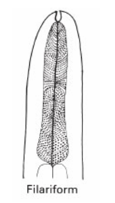<p>What families under Esophagus Filariform</p>