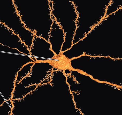 <p><span>c</span><span style="font-family: "Times New Roman";">onvey incoming messages toward cell body as graded potentials</span></p>