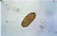 <p>Identify</p>