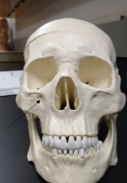 <p>What is this bone</p>