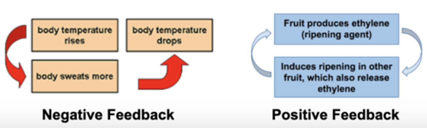 <p>Positive Feedback</p><p>Negative Feedback</p><p>FUNCTION: The control system operates through a feedback mechanism. Receptors detect changes and send information to a control centre, which brings about adjustments via effectors.</p>