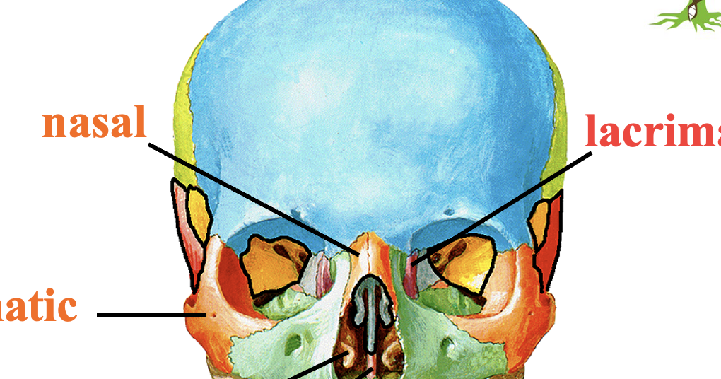 <p>superior part of nasal cavity </p>