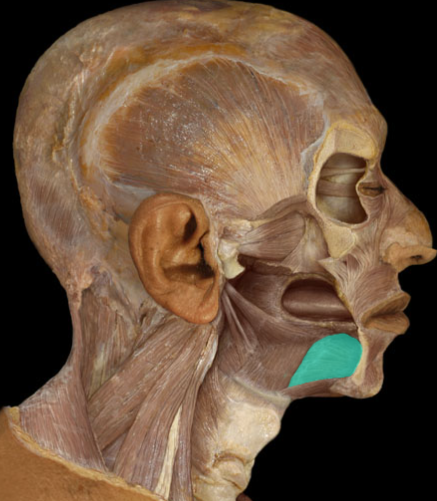 <p>Action:</p><ul><li><p>Protraction of tongue ("sticking tongue out")</p></li></ul><p>Origin:</p><ul><li><p>Mandible (mental tubercle)</p></li></ul><p>Insertion:</p><ul><li><p>Blends with musculature of tongue</p></li></ul><p>Innervation:</p><ul><li><p>Hypoglossal nerve (CN XII)</p></li></ul><p></p>