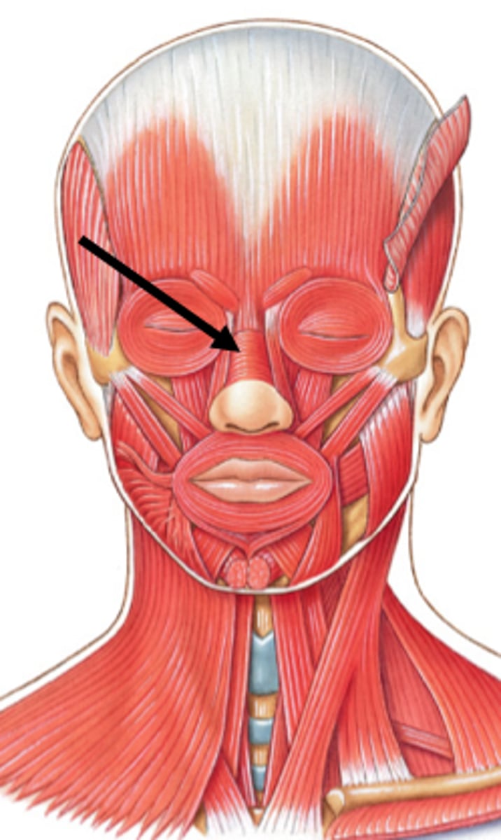 <p>action: compresses nasal aperture</p><p>*innervated by CN VII (Facial n.)</p>