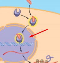 <p>define + whats happening + why important</p>