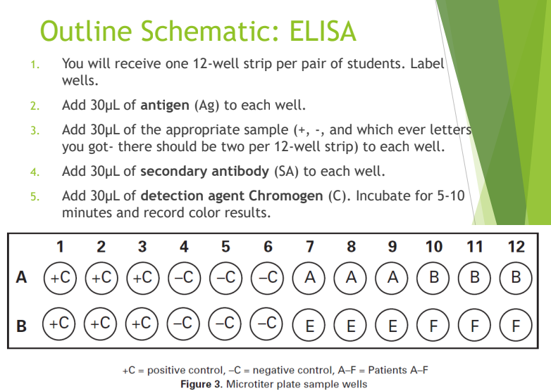 <ol><li><p>Add Antigen to the wells.  </p></li><li><p>Add Patient Sample (contains primary antibodies if positive).  </p></li><li><p>Add Secondary Antibody (with enzyme).  </p></li><li><p>Add Chromogen and observe for color change.</p></li></ol><p></p>