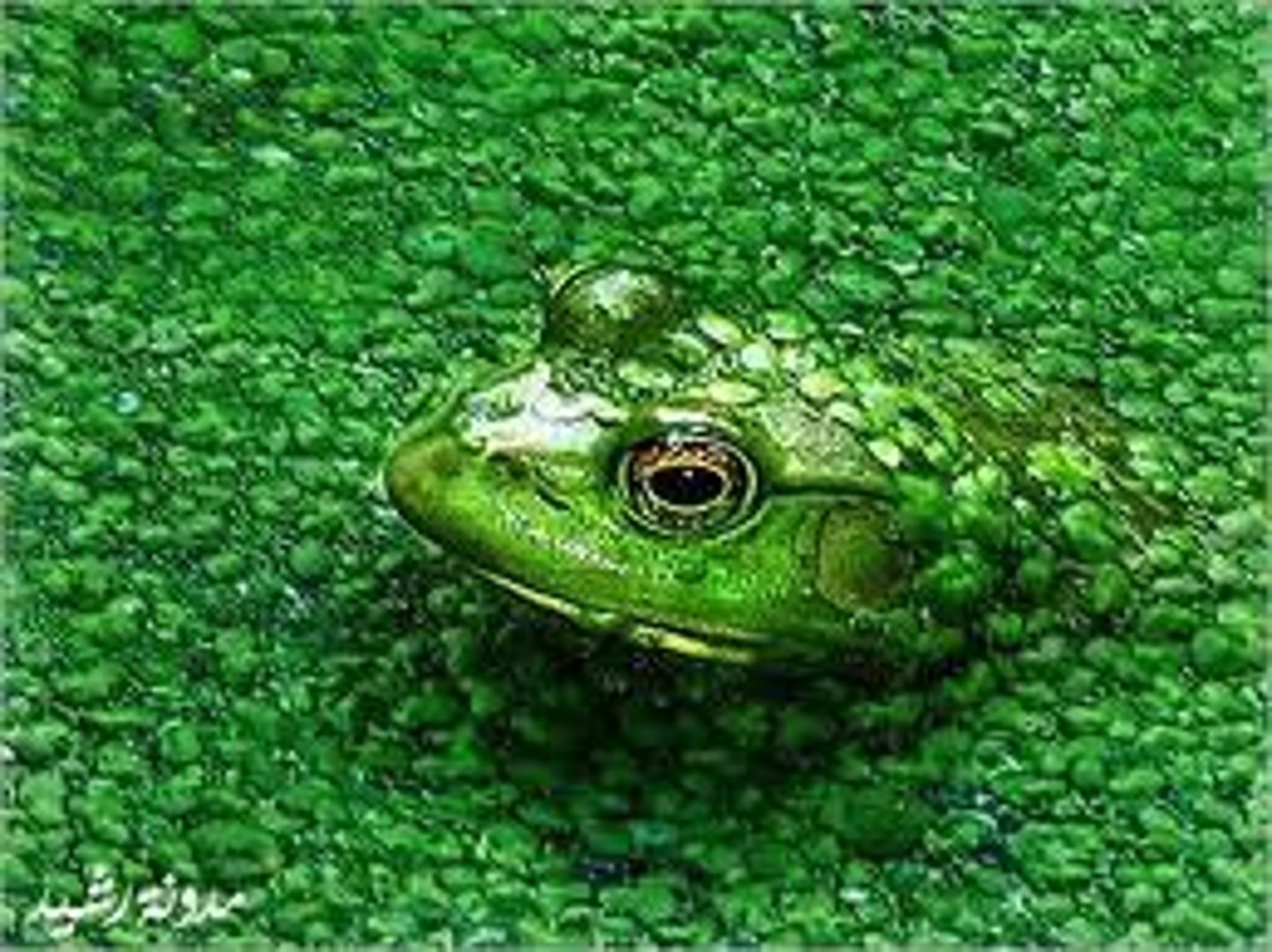 <p>hòa lẫn vào nền</p>
