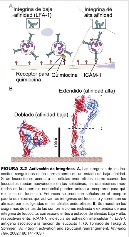 <p> Las integrinas en los leucocitos circulantes están "apagadas" (baja afinidad). </p><p> Solo cuando el leucocito detecta quimiocinas en la pared del vaso, la integrina cambia su forma a una configuración de alta afinidad, permitiendo que la célula se detenga y se pegue firmemente.</p>