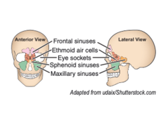 <p>the single sinus on each side of the head contained within the frontal bone in the supraorbital area</p>