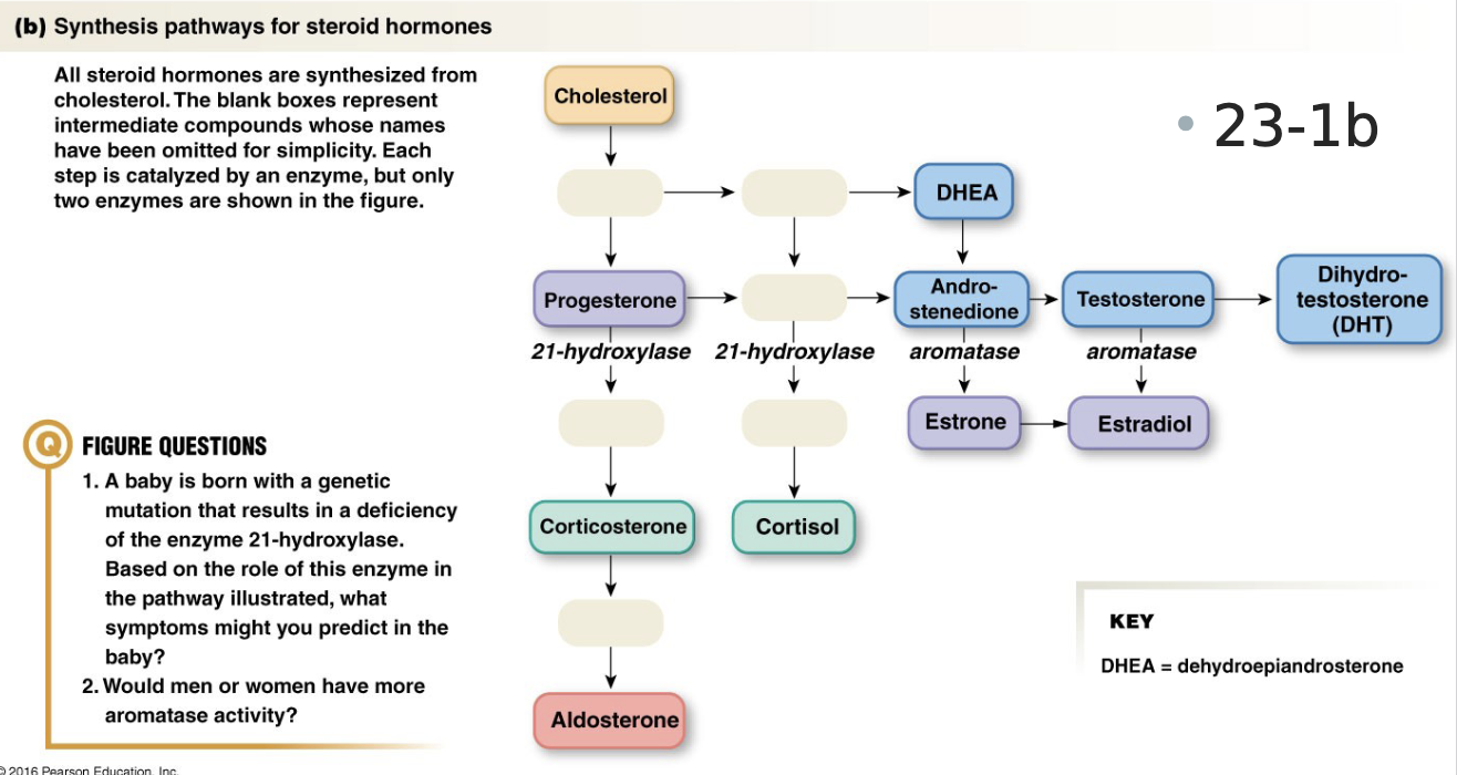 <ul><li><p>generally: cholesterol → progesterone → corticosterone → aldosterone</p></li><li><p>testosterone → estradiol</p></li></ul><p></p>
