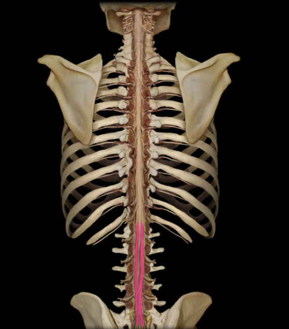 <p>bundle of lower spinal roots</p>
