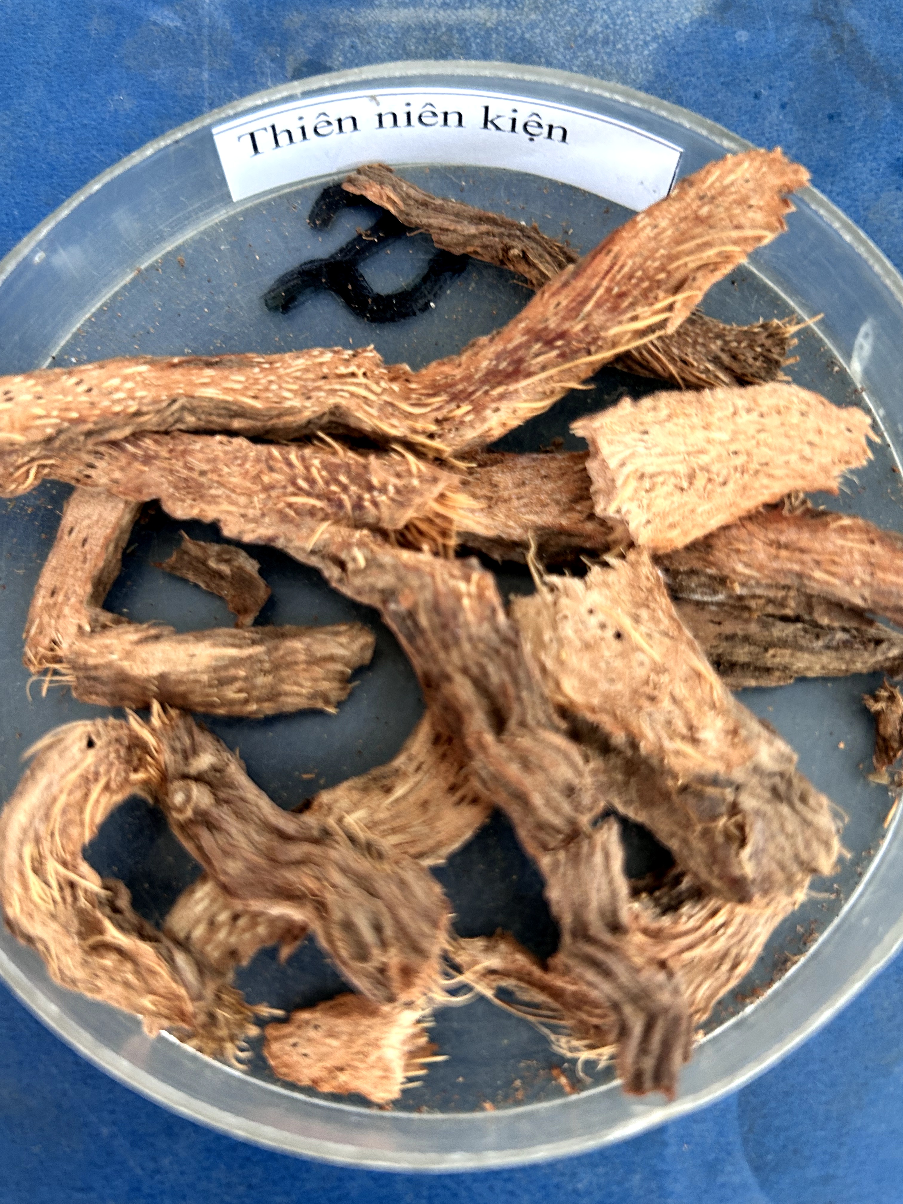 <p>thiên niên kiện</p>