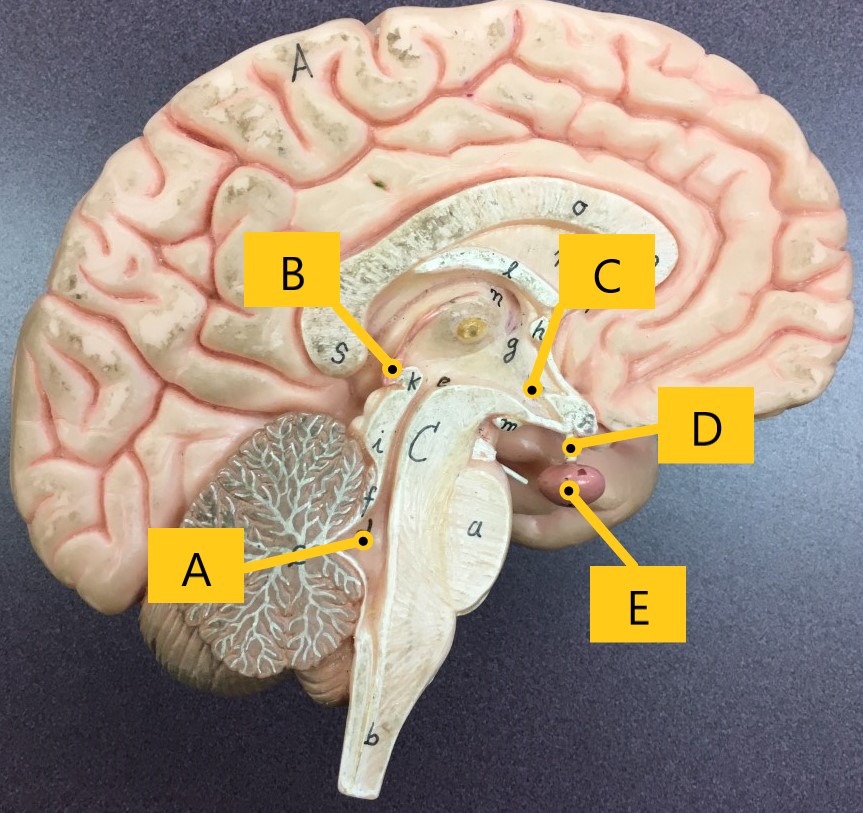 <p>Identify A-E </p>