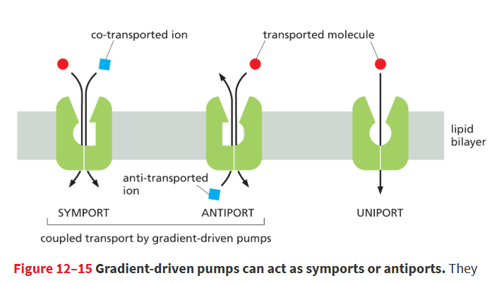 <ul><li><p><strong>Symport</strong>- pump moves pair of solutes in same direction</p></li><li><p><strong>antiport</strong>- moves them in opposite directions</p></li></ul><p></p>