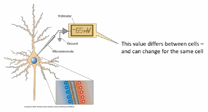 <p>Typically between −65 and −75 mV; the inside of the cell is negative relative to the outside.</p>