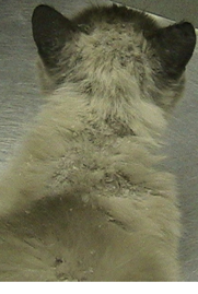<p>What is this cutaneous manifestation?</p>