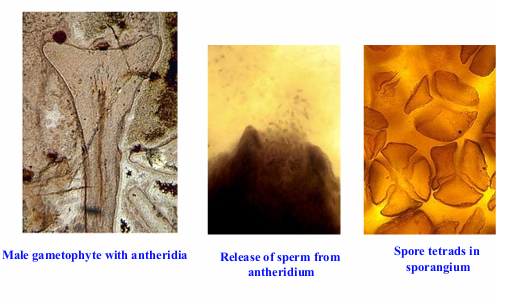 <p>one of the simplest SLVPs, did not have leaves and showed only dichotomous branching (400 mil yrs old), fossils show release of sperm cells from antheridia</p>