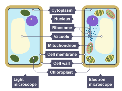<ul><li><p>A — Cytoplasm</p></li><li><p>B — Nucleus</p></li><li><p>C — Ribosomes</p></li><li><p>D — Vacuole</p></li><li><p>E — Mitochondria</p></li><li><p>F — Cell membrane</p></li><li><p>G — Cell wall</p></li><li><p>H — Chloroplasts</p></li></ul><p></p>
